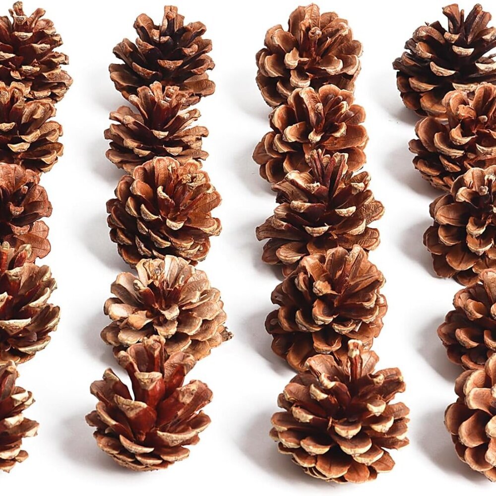 20 Pack 2.4 Inch Pinecones Bulk Package of Natural Pinecones Pine Cones for Craf - Picture 6 of 6